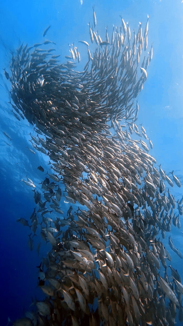 about-04 A captivating upward view of a swirling school of fish in clear blue ocean waters.