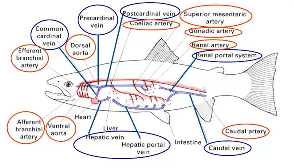 Anatomía pez Anatomía pez